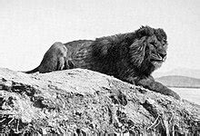 barbary lion wikipedia.